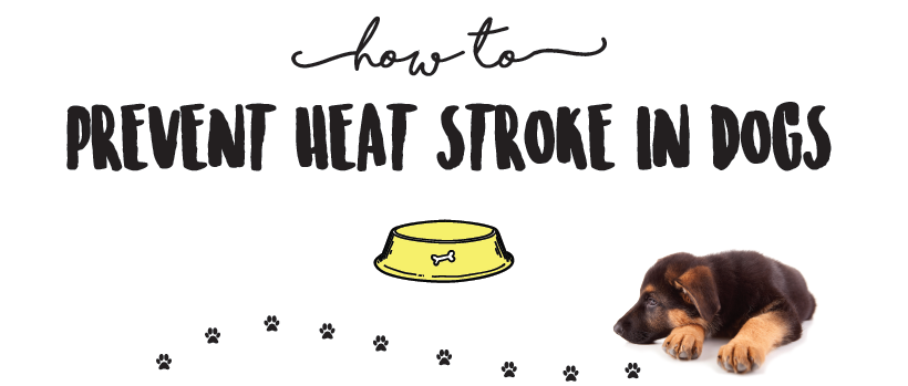 How to Prevent Heat Stroke in Dogs