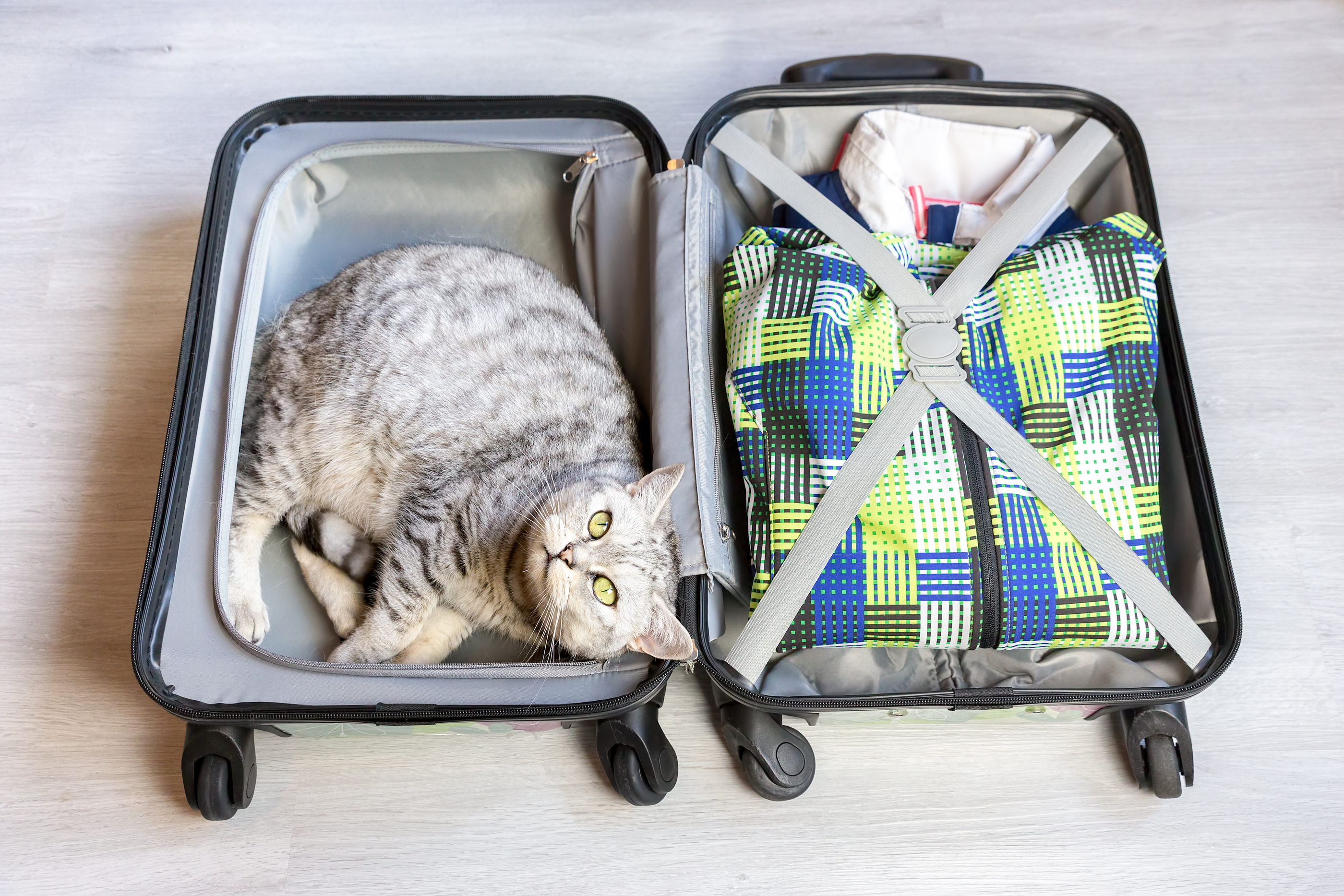 cat travel suitcase